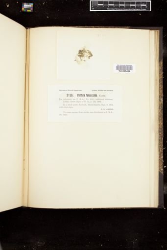 Ulothrix tenuissima
