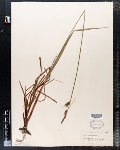 Carex