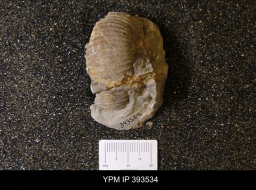 Scaphites sp.