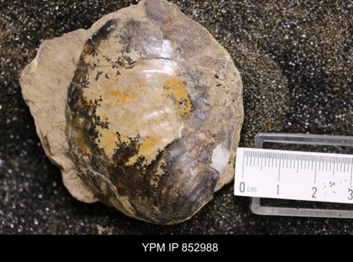 Inoceramus sp.