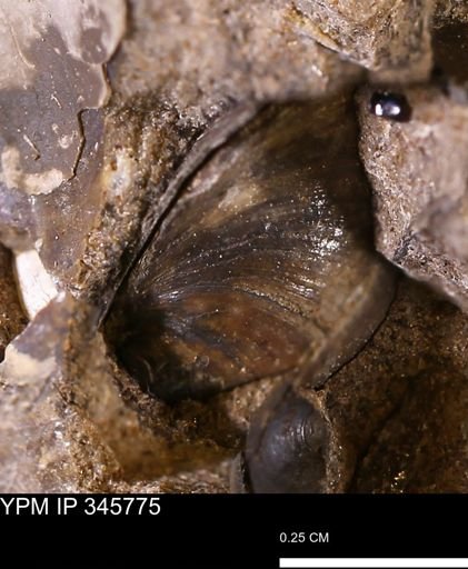 Limopsis striatopunctatus