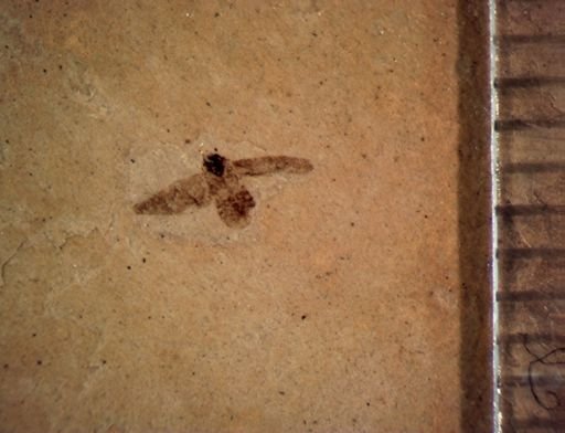 Achilidae?