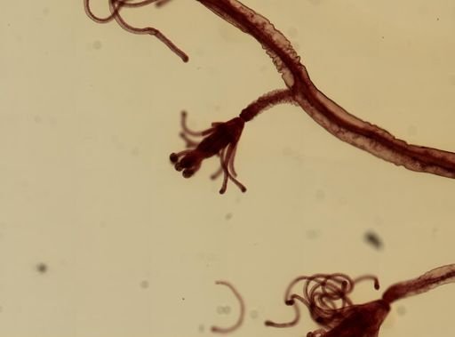 Pennaria disticha