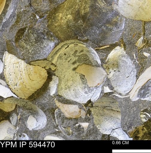 Protocardia sp.