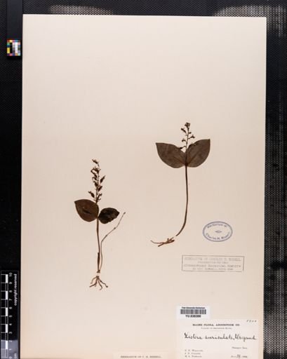 Listera auriculata