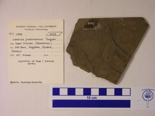 Lasanius problematicus