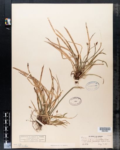 Carex pedunculata