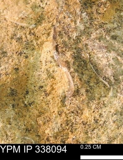 undet. Bivalvia