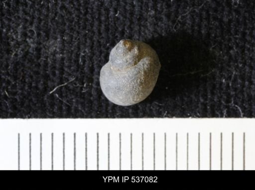 Viviparus montanaensis