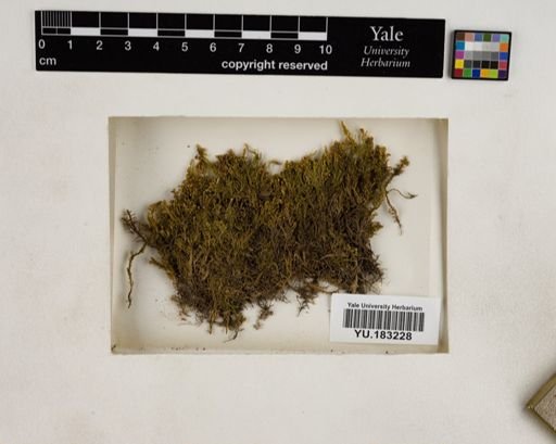 Plantae