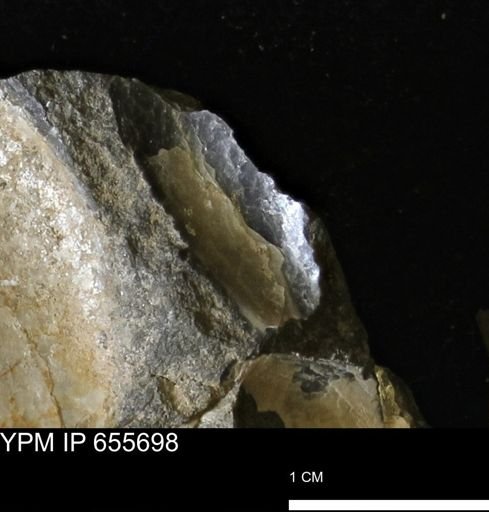 Pseudoptera?
