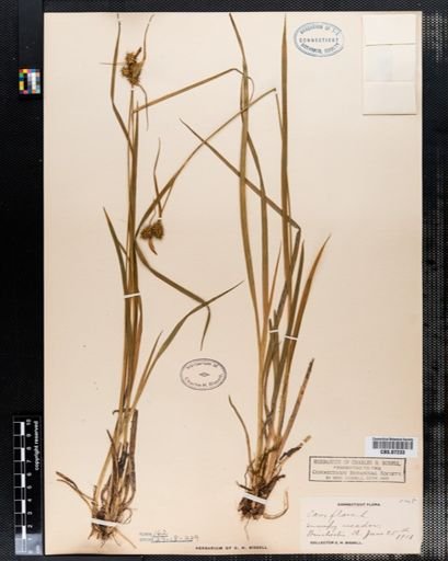 Carex flava