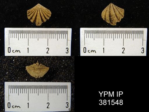 Cyrtina rostrata?