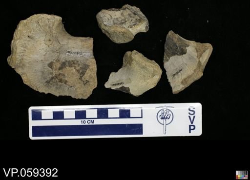 undet. Mosasauridae