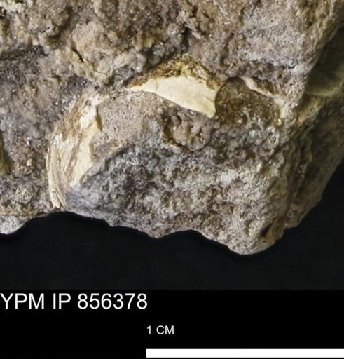 undet. Mollusca