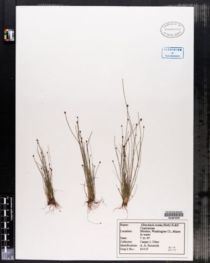 Eleocharis ovata