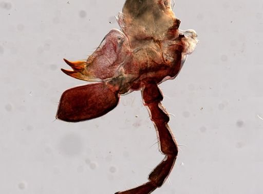 Melanoplus