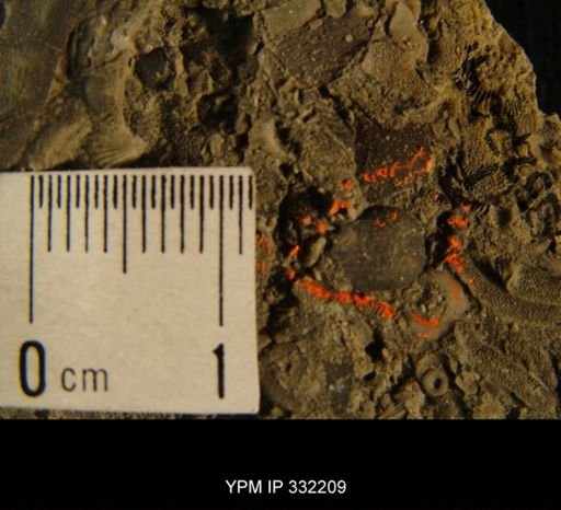 Bumastus trentonensis