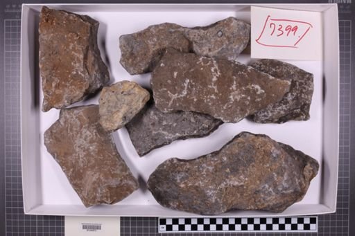 mixed taxa, stratigraphic collection