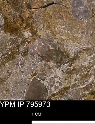 undet. Mollusca