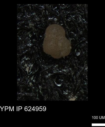 undet. Foraminiferida