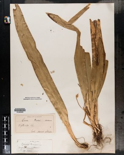 Cymophyllus fraseri