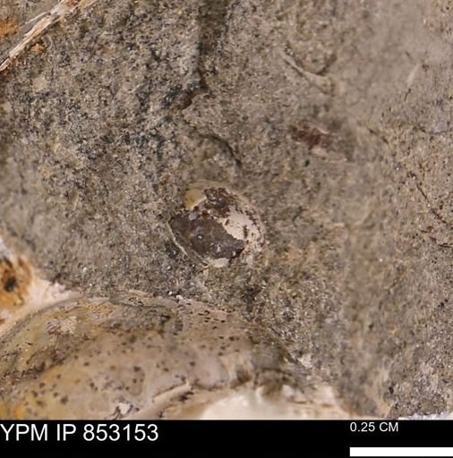 Limopsis striatopunctatus