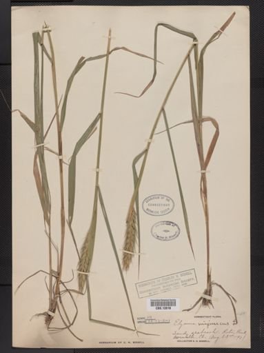 Elymus virginicus