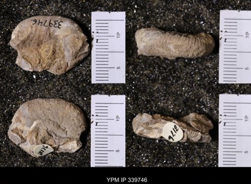 Scaphites whitfieldi