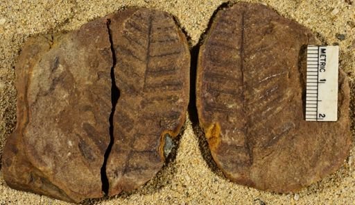 Pecopteris miltoni