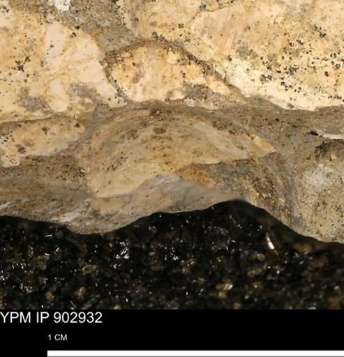 undet. Mollusca