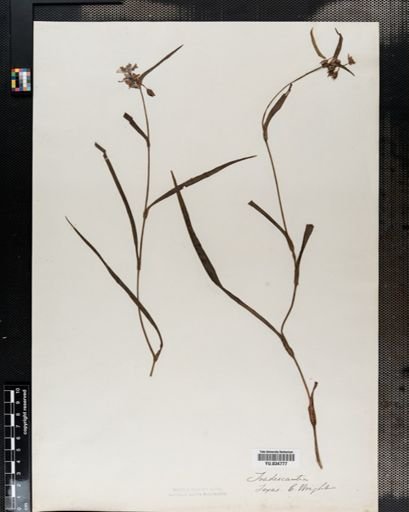 Tradescantia