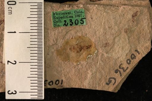 Lasius peritulus