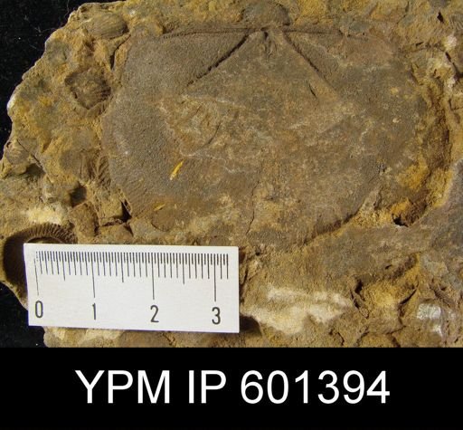 Mesoleptostrophia explanata