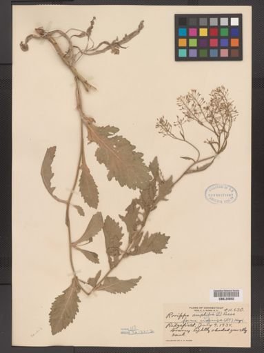 Rorippa amphibia