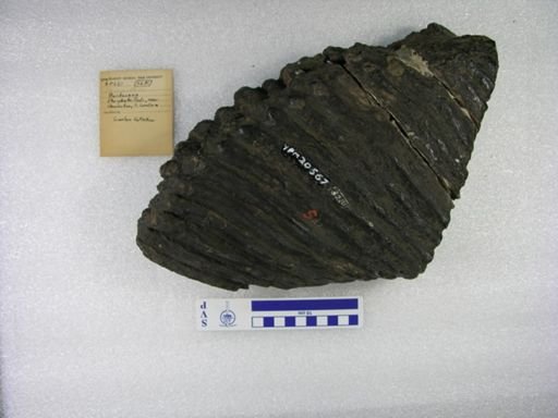 Merychippus sp.
