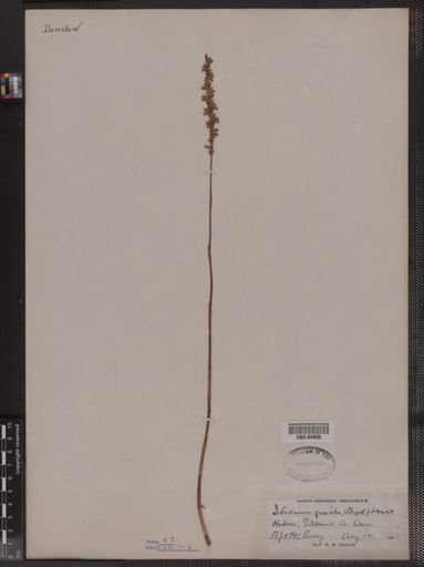 Ibidium gracile