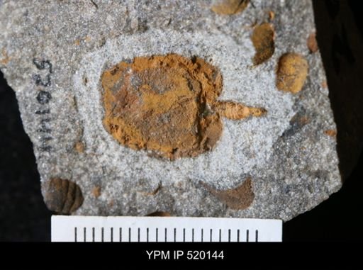 undet. Stylophora