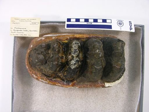 Mammut americanum