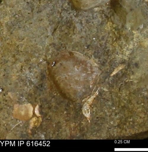 Protocardia subquadrata