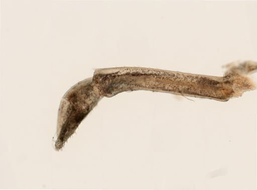 Anoplodactylus lentus