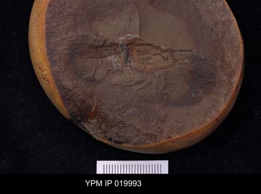 Anthracaris gracilis
