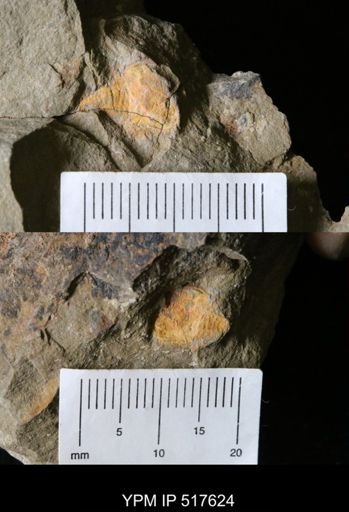 undet. Xiphosurida