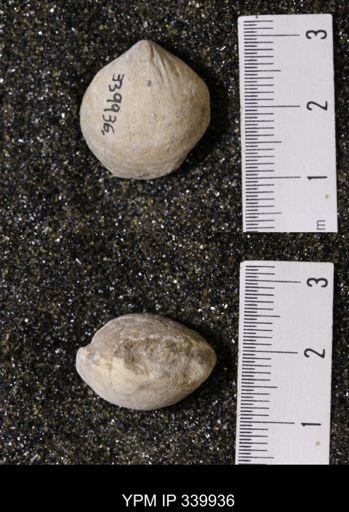 Kingena wacoensis