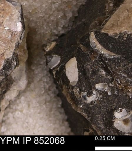 undet. Bivalvia