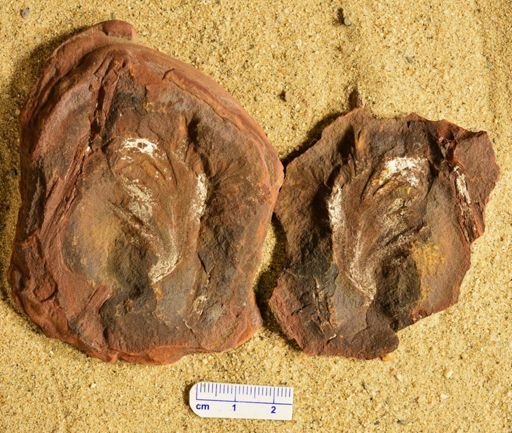 Aphlebia