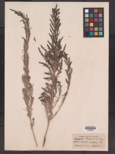 Suaeda linearis