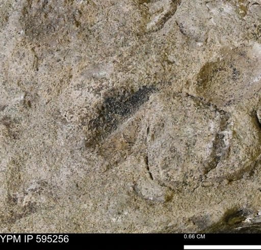Protocardia sp.