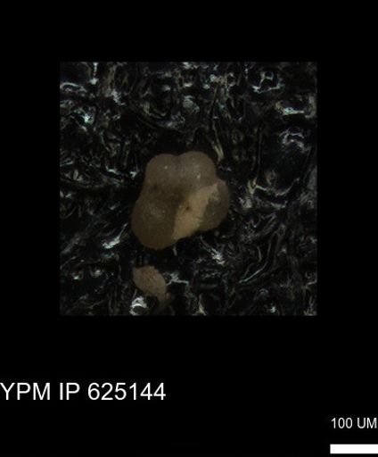 Rugoglobigerinidae?