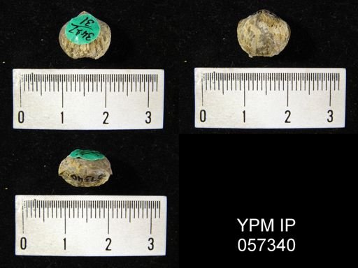 Uncinulus wadei